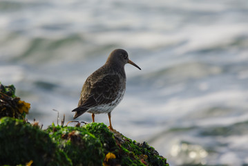 Purple Sandpiper