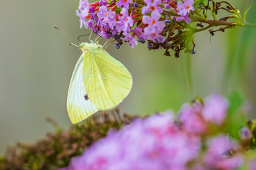 Pieris rapae small white butterfly pollinating on pink purple flowers