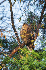 Long eared owl (Asio otus) bird of prey perched in a tree
