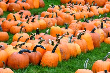Large Pumpkin Harvest