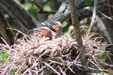 Baby Birds in Nest