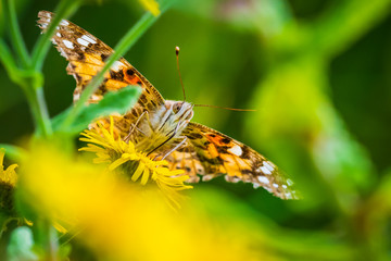 Painted Lady butterfly, vanessa cardu, feeding facial view