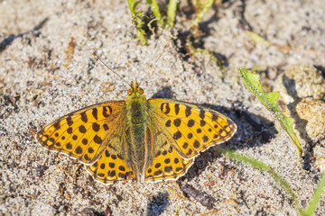 Queen of spain fritillary, issoria lathonia, butterfly resting in a meadow open wings.