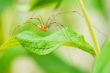opilio canestrinii spider resting on a green leaf