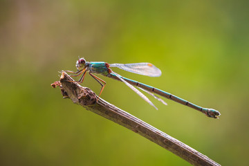Chalcolestes viridis western willow emerald damselfly spreadwing