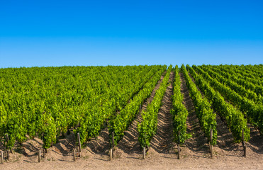 Fototapeta na wymiar Vineyard landscape near Bordeaux, France
