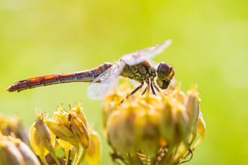 Sympetrum vulgatum Vagrant darter eating prey