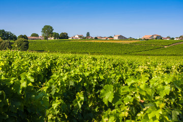Vineyard landscape near Bordeaux, France