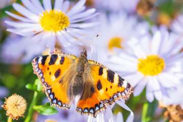 Aglais urticae small tortoiseshell butterfly top view spread wings isolated by nature