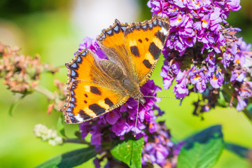 Aglais urticae small tortoiseshell butterfly top view isolated by nature