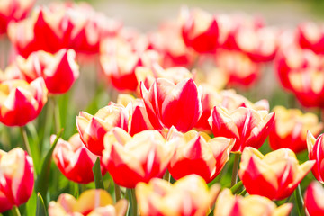 Closeup of rows Dutch red and white flamed tulips in a flower field Holland