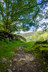 woodland in north wales uk 