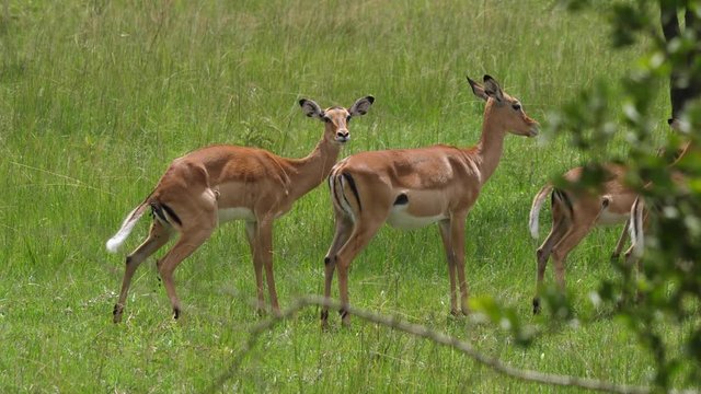 Impalas pooping