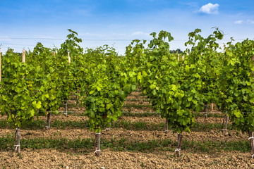 Fototapeta na wymiar Vineyard landscape near Bordeaux, France