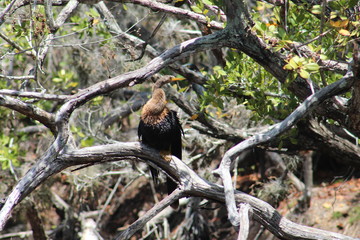 Bird on tree branch