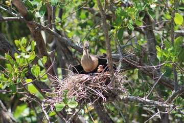 bird in nest