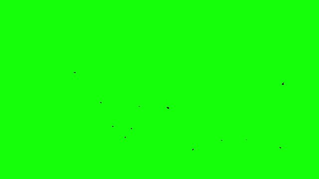 Chroma key birds crow flok in skyes alpha channel stock video