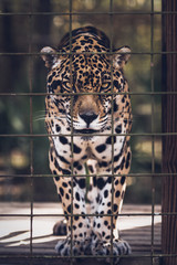 Jaguar stare 