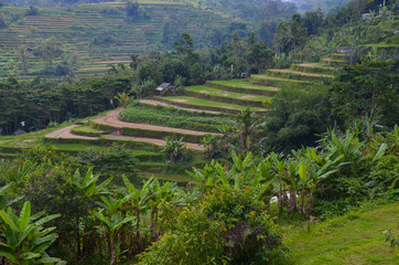 Reis-Terrassen in Bali