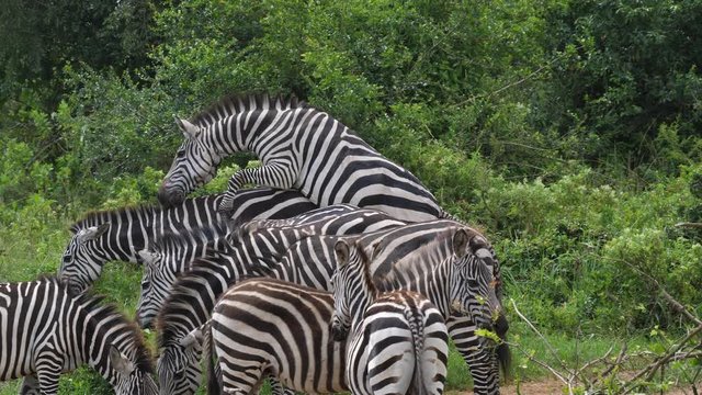 Zebras mating, slowmo