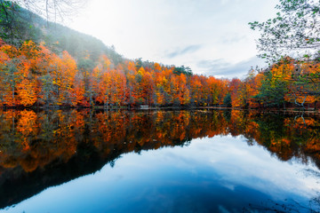 Autumn time. Colorful tree leaves, yellow, orange, red. Gorgeous view.  Yedigoller National Park. Istanbul, Bolu, Turkey.
