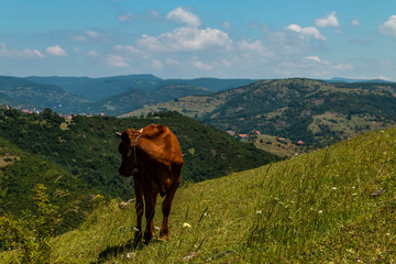 Fototapeta na wymiar Cow grazing in green meadow