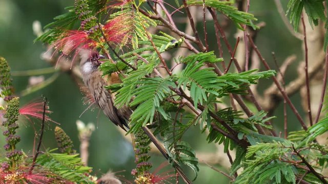 Speckled mousebird feeding
