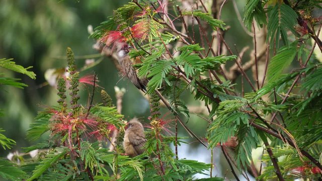 Speckled mousebirds feeding