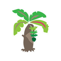 Banana tree banana leaf green in the garden