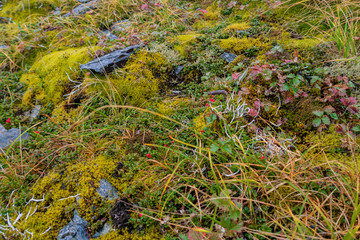 南アルプスの紅葉