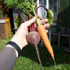Beets and carrots with tops in hand..Delicious vegetables from the garden for cooking..Bright orange carrots and red beets with fresh green tops.