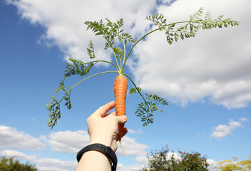 A woman holds a fresh carrot in her hand..Carrots with green tops close-up on a background of blue sky..Harvesting on a bright sunny day.
