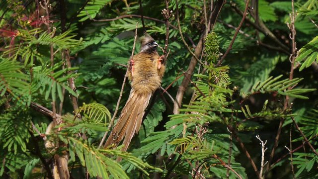 Speckled mousebird warming belly