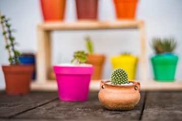  little cactus in colorful pots on wooden table