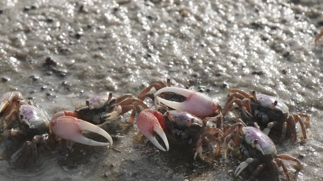 Fiddler crabs sifting food particles from the muddy sand at an inlet in Topsail Beach, North Carolina