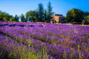 Obraz na płótnie Canvas Lavender fields near the French Provence