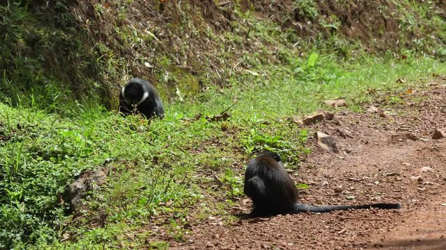 L'Hoest's monkey - Cercopithecus lhoesti