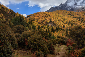 Fall Autumn Colors, Trees, Colorful Yellow Leaves, Golden and Red Leaves, Colorful Forest. Beautiful assortment of colorful trees, blue sky and sunshine. Layers of trees, background graphic