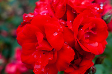 Red rose with rain drops on petals in the park.