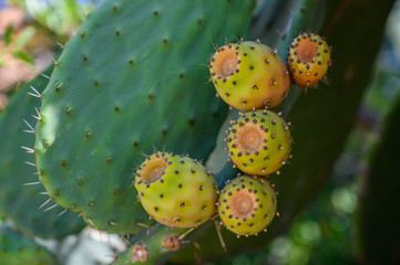 Prickly pear fruits on leaves close-up selective focus