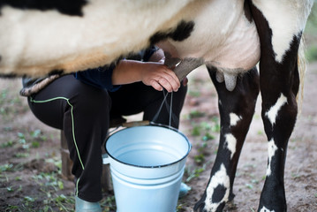 A woman is engaged in milking a large black-and-white cow in the paddock. Warm fresh milk gets into a metal bucket.