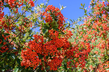 Branches with clusters of orange wild berries close up selective focus on the sky background