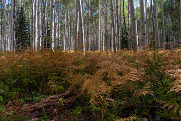 Ferns on the Forest Floor
