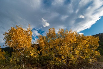 Aspen Trees in Mt Crested Butte Colroado