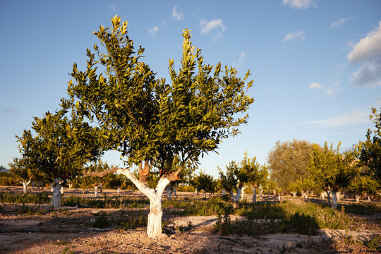Valencian orange grove
