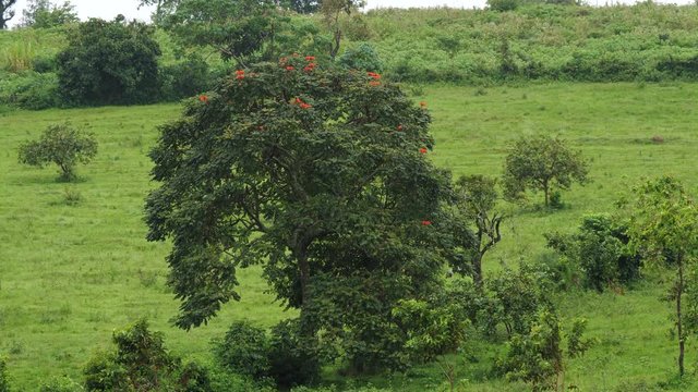 African tulip tree - Spathodea campanulata - Uganda