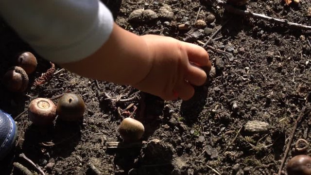  baby's hands are playing with acorns, picking them up from the ground, acorns on the ground, autumn beginning, 120fps, slow motion 