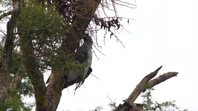 African harrier hawk hunting