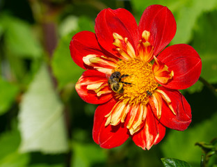 Close up shot of a bee on a red and yellow dahlia in the Public Gradens, halifax, Nova Scotia.