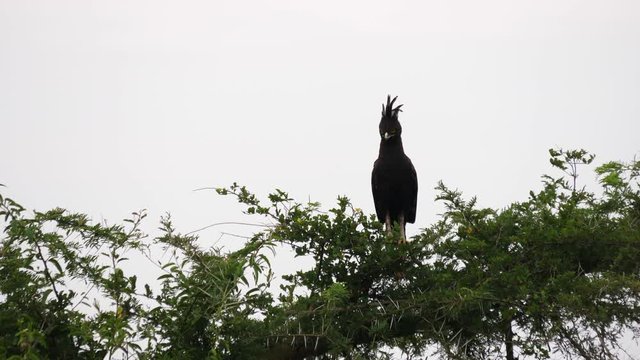 Long-crested eagle in a tree